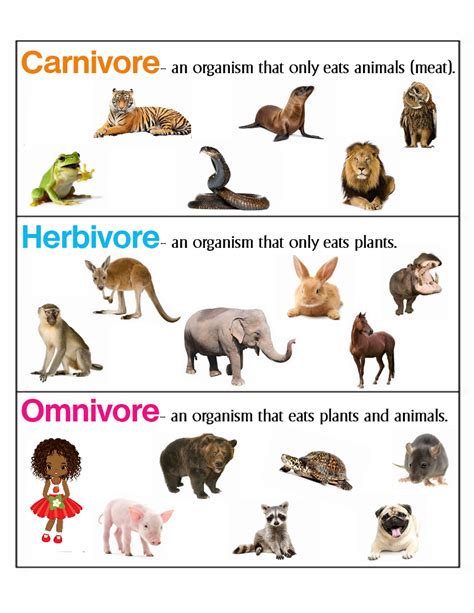 Carnivore Herbivore Omnivore Worksheet - Carnivore Herbivore Omnivore Worksheet