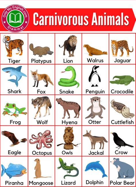 Carnivorous Animals Chart