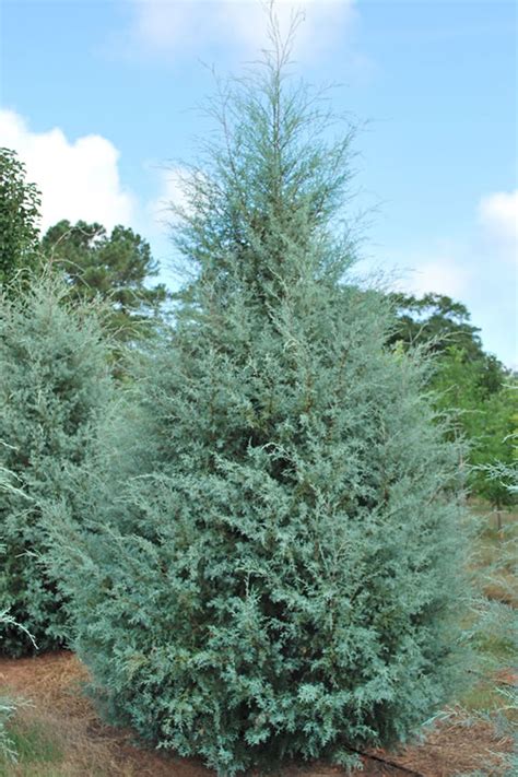 Carolina Sapphire Cypress