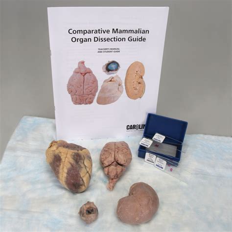 Download Carolina Comparative Mammalian Organ Dissection Guide 