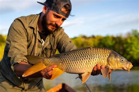 Carp Meaning