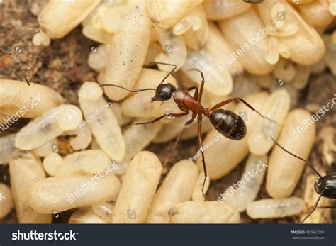Carpenter Ant Pupae