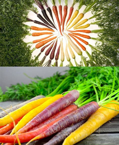 Carrot Accadimy Replacement