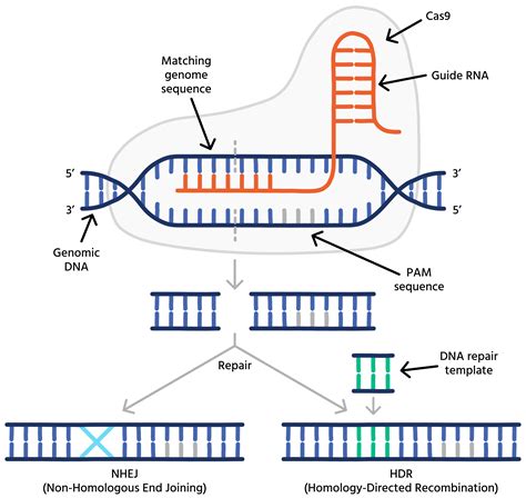 Cas9