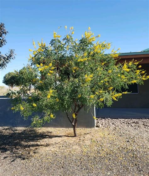 cascalote | Cascalote Menyenangkan di Tripcom