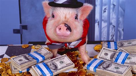 cash pig