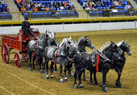 casino clabic horse show mept belgium