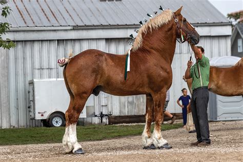 casino clabic horse show vjrw belgium