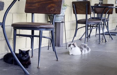 cassadaga dating site