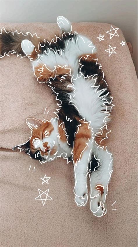 cat🐾 | Ten Lives Cat Rescue Facebook