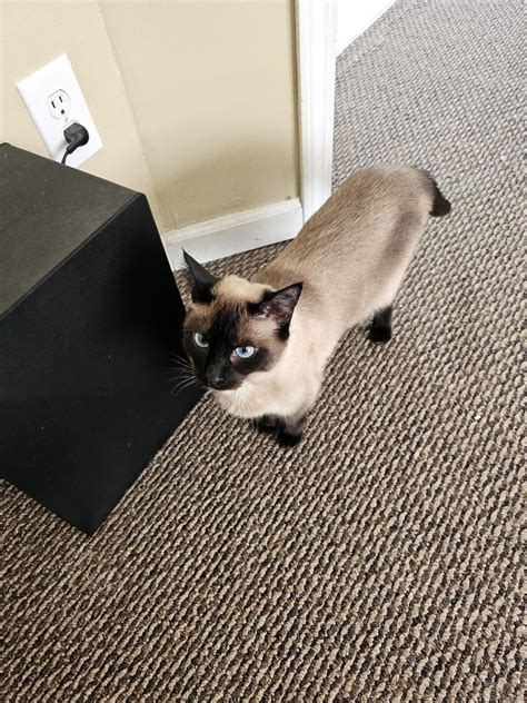 cat🦶 | Ct ng lc l g Ct ng