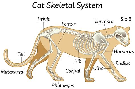 Cat Anatomy