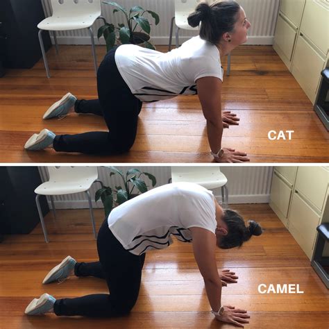 Cat And Camel Exercise