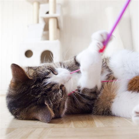 Cat And Play