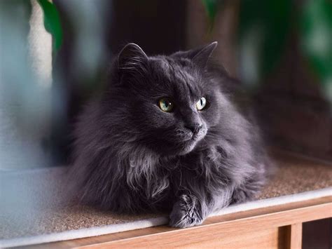 Cat Breed Chantilly