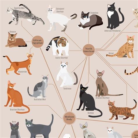 Cat Breeds Origins History Body Types Senses Behavior Cats And Science - Cats And Science