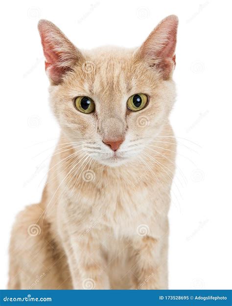 cat buff color