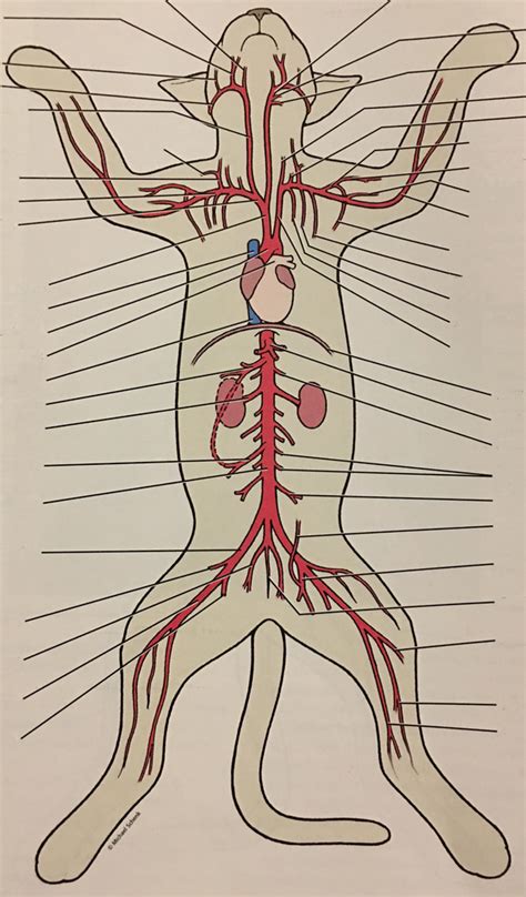 Cat Circulatory System