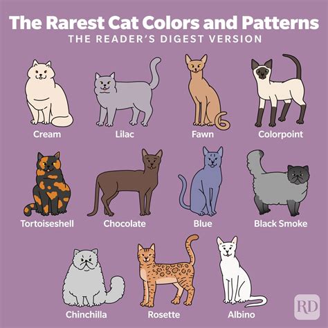 cat color