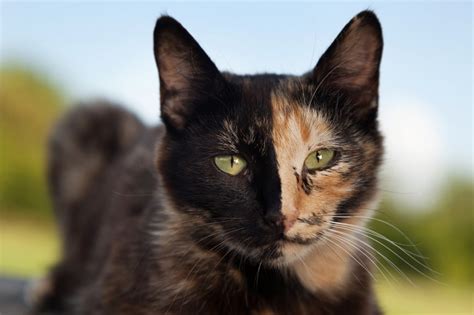 cat colors