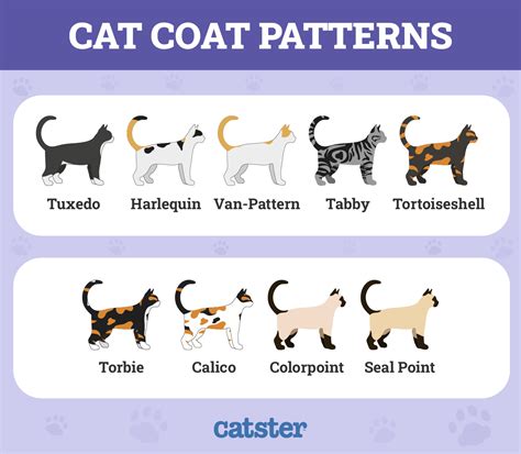 cat colors and patterns