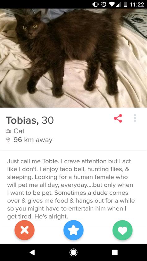 cat dating profile