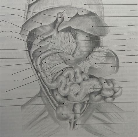cat digestive system labeling quiz