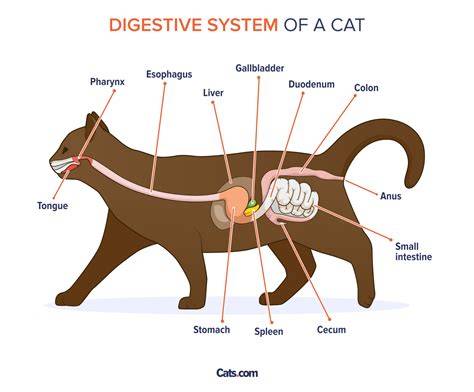 cat digestive system pre lab questions