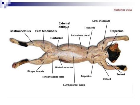 Cat Dissection Labeled Muscles