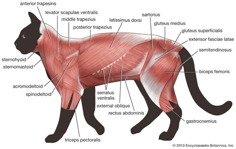 Cat Dissection Muscles