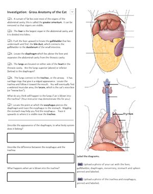 Cat Dissection Questions Answer Key