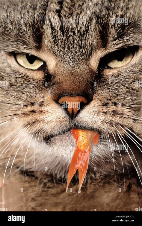 cat eating goldfish