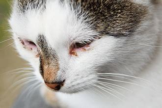 cat eye discharge reddish-brown#youtubeshorts #kitten #catlovers