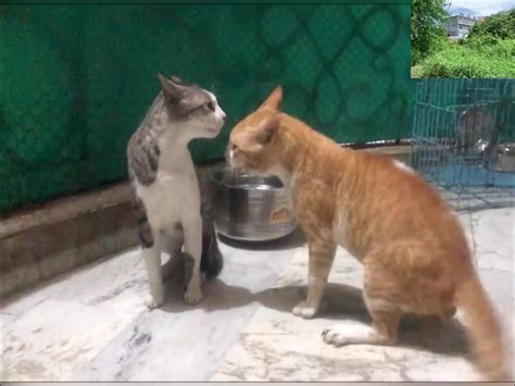 cat fight nude