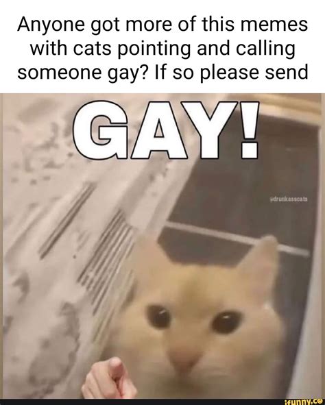 cat gay meme