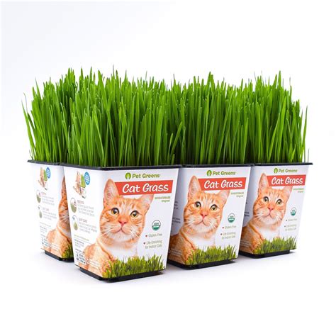 Cat Grass B Q
