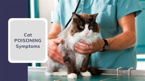 Cat Guides