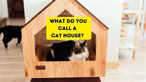 Cat House Name