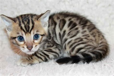 cat in a leopard spot a midnight louie mystery mi