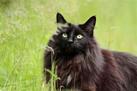 Cat In Black