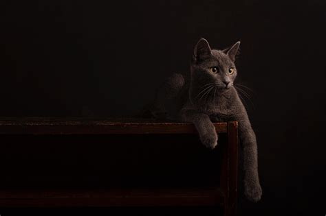 Cat In The Dark