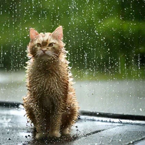 Cat In The Rain