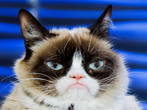 Cat Is Grumpy