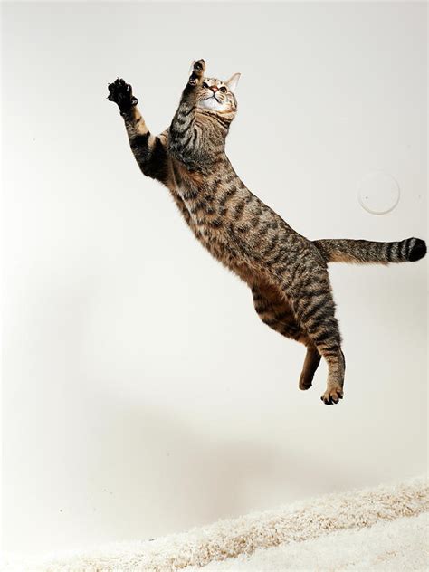 cat jumping