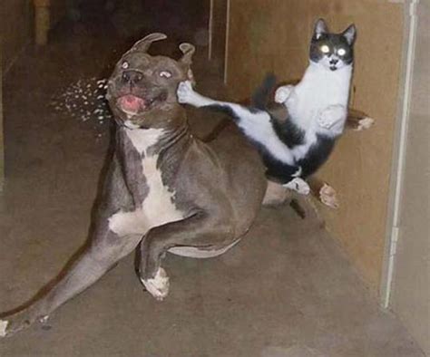 cat kick dog in face