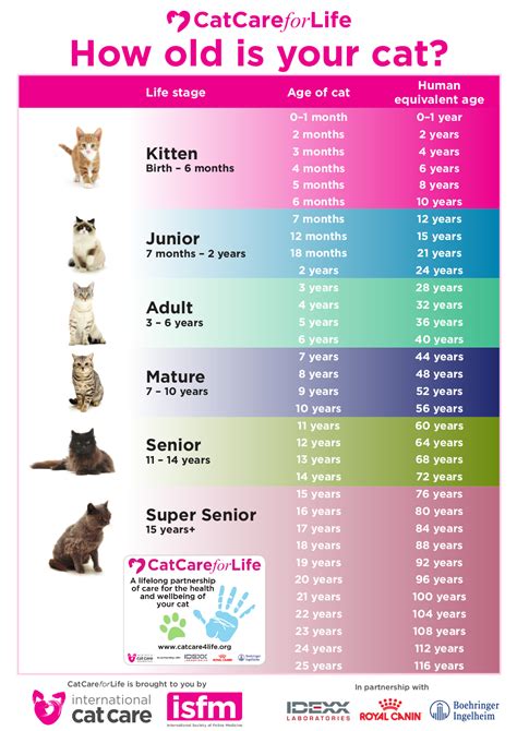 Cat Lifespan Chart