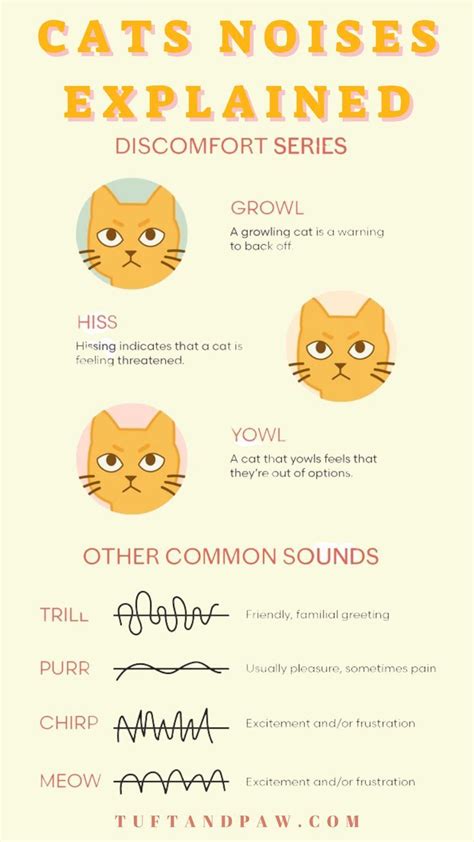 Cat Noises Onomotopia