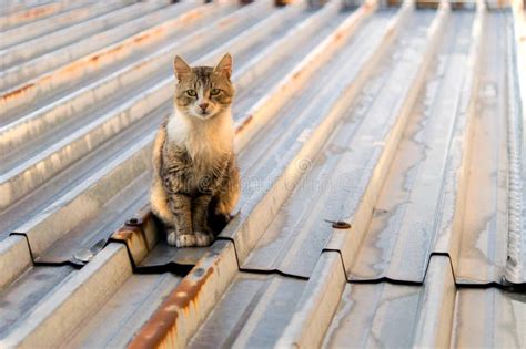 Cat On Tin Roof