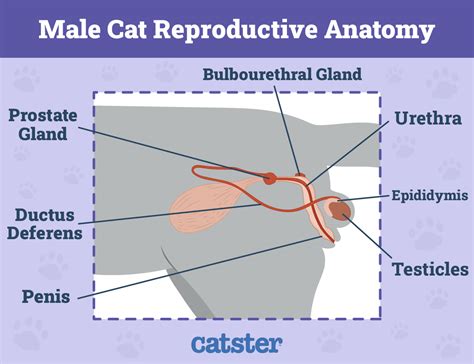 Cat Penile Spines