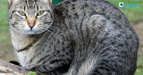 Cat Scientific Name